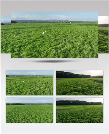 黄河湿地（源素材）DJI_0602