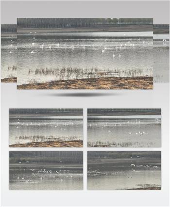 白天鹅（源视频）DJI_0102