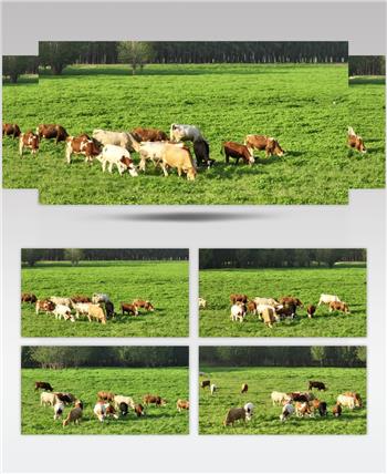 黄河湿地（源素材）DJI_0593