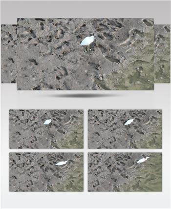 黄河湿地（源素材）DJI_0614