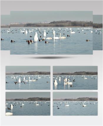 白天鹅（源视频）DJI_0108