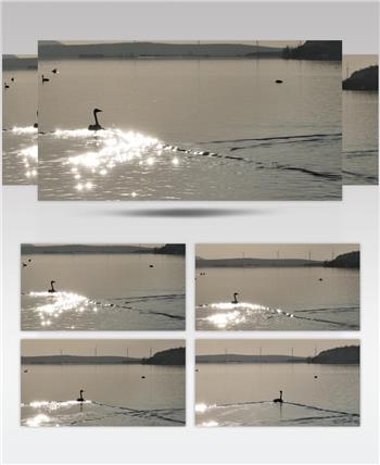 白天鹅（源视频）DJI_0113