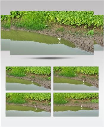 黄河湿地（源素材）DJI_0612