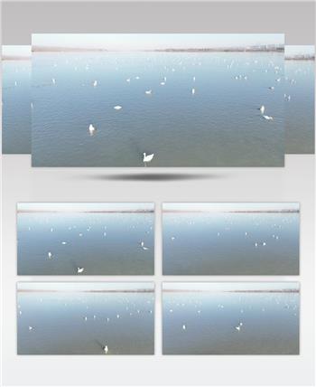 白天鹅（源视频）DJI_0114