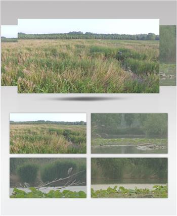 黄河湿地 湿地鸟