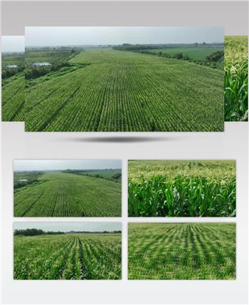 航拍百亩玉米地