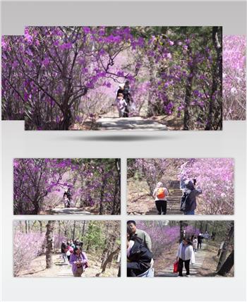 杜鹃开了游客观赏