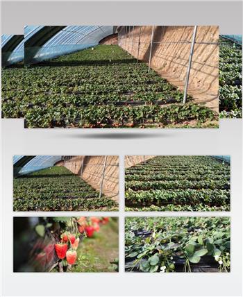 大棚种植草莓