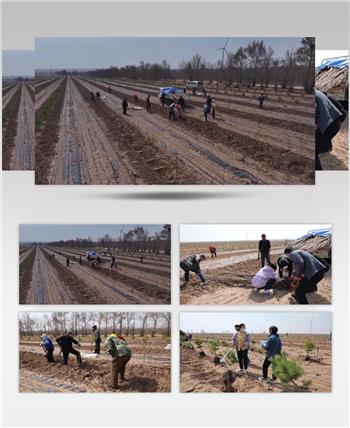 田间种植树苗松树技术员指导统计