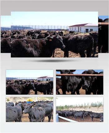 黑牛养殖