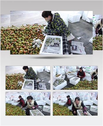 草莓柿子青柿子打包装装箱
