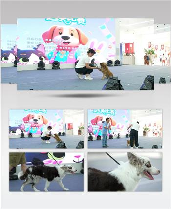 萌宠节萌宠选美比赛