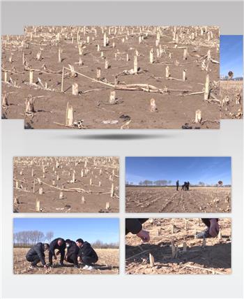 农业专家到田间地头勘察