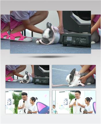 萌宠比赛小兔子