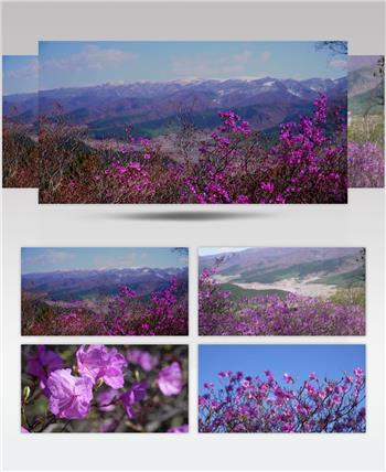 杜鹃花开了游客旅游