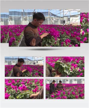 花卉养殖仙客来花养殖