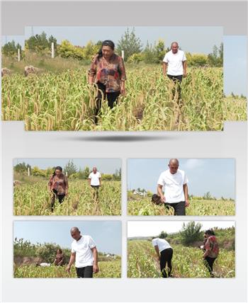 农民在谷子地小米地里劳动拔草