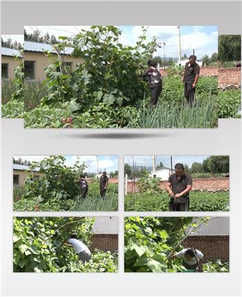 农村菜园摘菜老两口摘菜