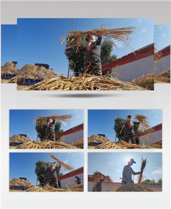 农民收谷子掐谷穗打场