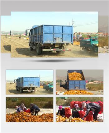 农民把玉米装袋子储存