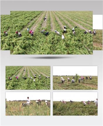 百人集体割谷子秋收小米丰收