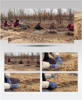 整理桔梗晾晒桔梗中药材