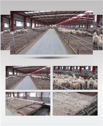 羊圈自动清粪系统清洁羊粪