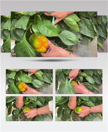 农民采摘彩椒青椒