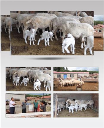 刚出生的小羊羔在羊圈里