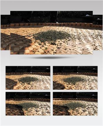 茶叶 茶叶加工 高清实拍素材 高清实拍视频素材 筛茶 意境镜头