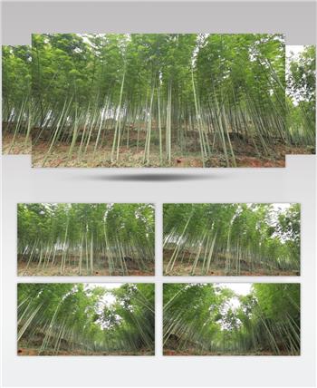 林下产业 养殖 林竹 竹林 高清视频素材 实拍