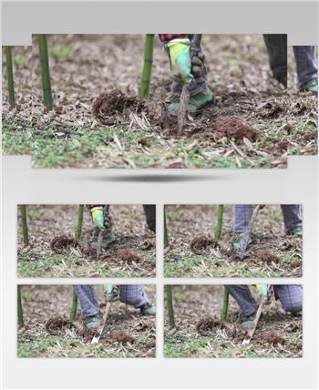 高清视频 实拍素材 春笋 竹笋 挖竹笋