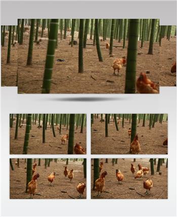 养殖业 林下鸡 养殖鸡 林下产业 竹林养殖 高清实拍视频素材 (2)