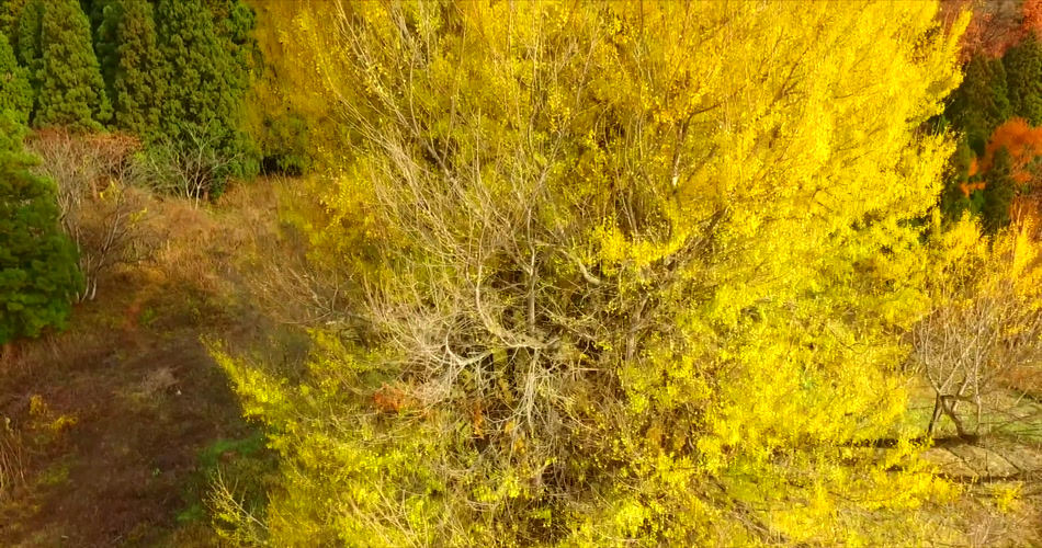 ［4K］ 深秋的黄金树叶 4K片源 超高清实拍视频素材 自然风景山水花草树木瀑布超清素材