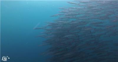 海底世界4K海洋水底海底036