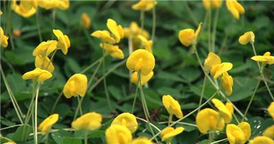 自然植物类绚丽花儿_batch中国高清实拍素材宣传片