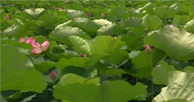 自然植物类荷花A_batch中国高清实拍素材宣传片