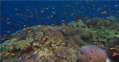 珊瑚海底2_batch中国高清实拍素材宣传片