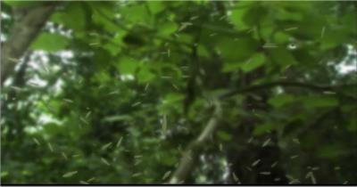 自然植物类种子喷射与生长_batch中国高清实拍素材宣传片