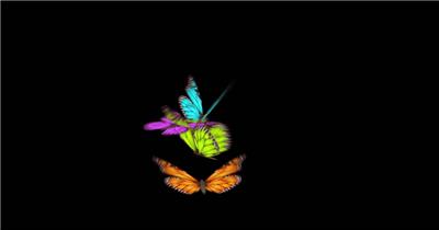 十三个漂亮缤纷的蝴蝶素材不带通道4 视频素材下载