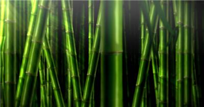 青葱的竹林素材 BambooJungleHD 视频素材下载