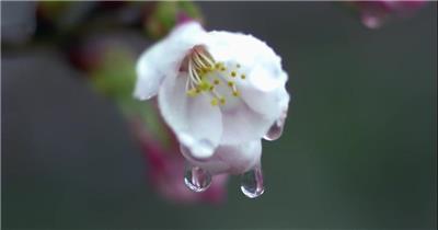 小清新美景系列款Y5796滴水的花 led视频素材