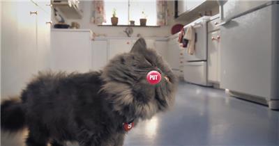 Skittles 彩虹糖搞笑广告猫咪篇.1080p 欧美高清广告视频