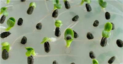 0665-嫩芽快速生长3 15-植物快速生长-1