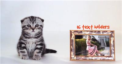 AE：AE可爱猫咪相册展示 ae特效素材17 相片照片 ae素材 幻灯片