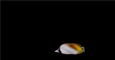 海底世界小鱼游动遮罩素材Зебра大海 海边 海洋