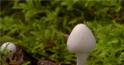 0662-蘑菇(菌类)快速生长3 15-植物快速生长-1