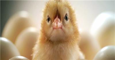 小鸡鸡蛋鸡形象片孵鸡蛋养鸡一大群鸡养殖业喂鸡脱壳而出