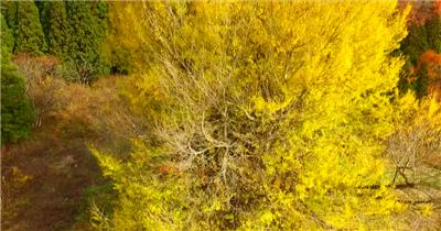 ［4K］ 深秋的黄金树叶 4K片源 超高清实拍视频素材 自然风景山水花草树木瀑布超清素材