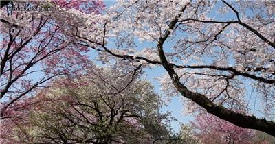［4K］ 日本樱花 4K片源 超高清实拍视频素材 自然风景山水花草树木瀑布超清素材